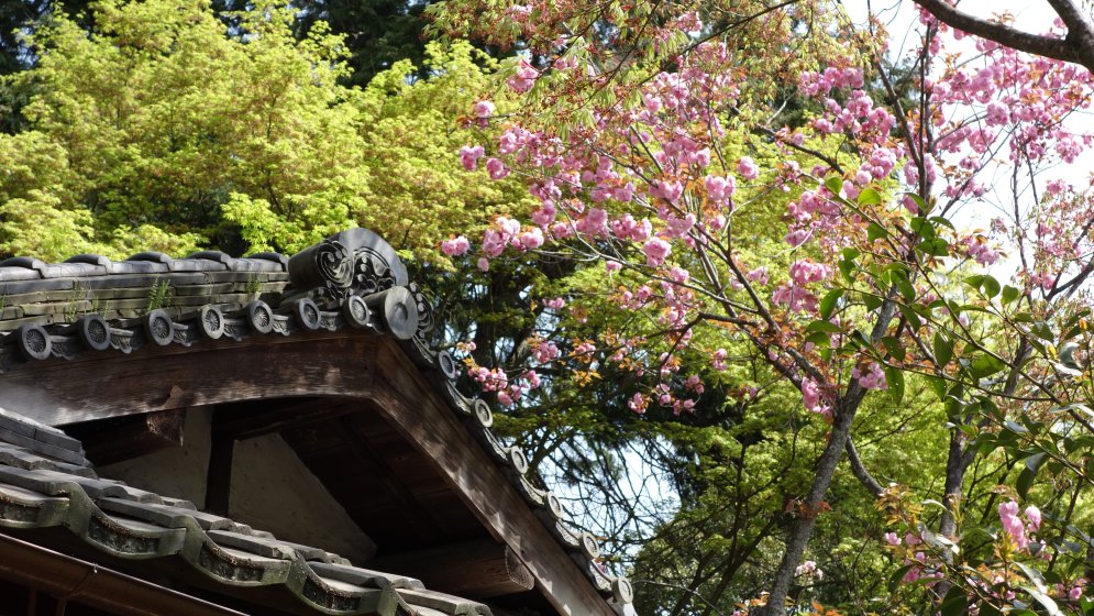 桜と紅葉